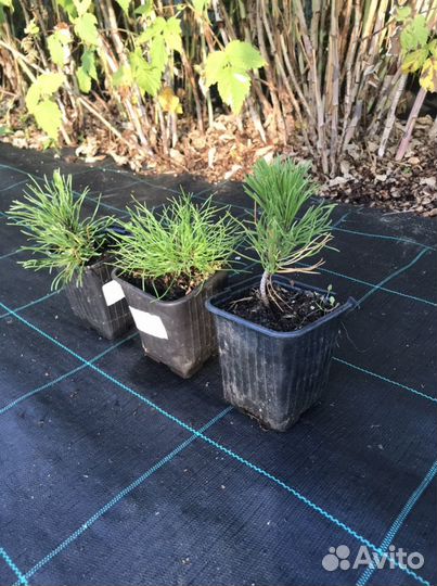 Горная сосна Пумилио (Pinus mugo Pumilio) 3 года