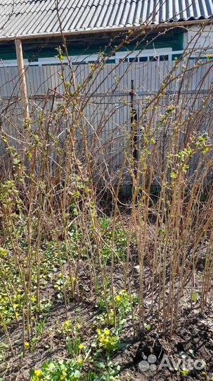 Саженцы малины