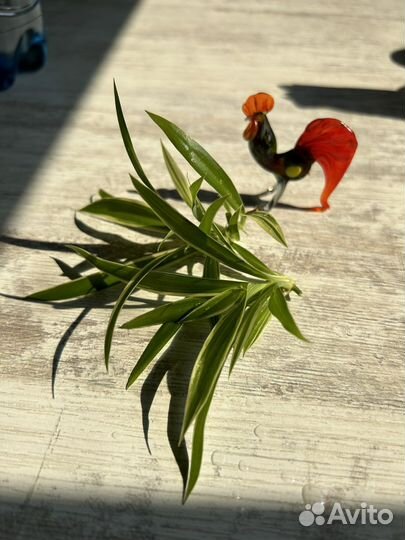 Хлорофитум