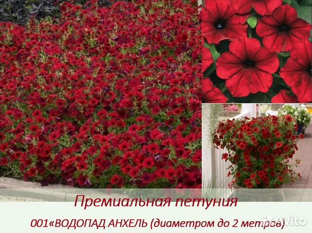 Черенки петунии премиальных сортов укорененные