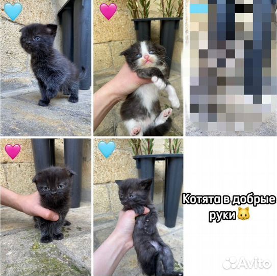 Котята в добрые руки