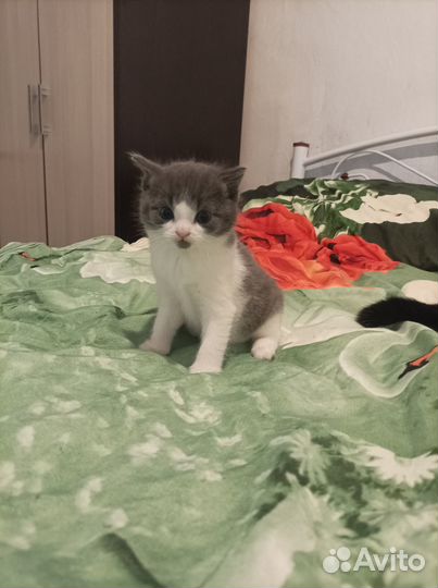 Отдам котят в добрые руки