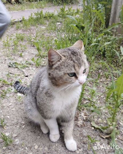 Кот в добрые руки