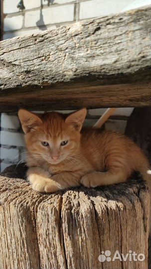 Кошка в дар