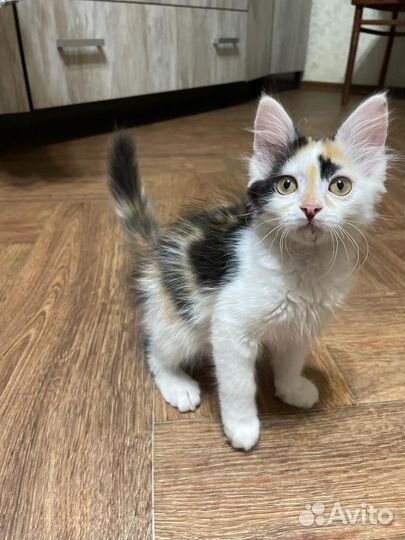 Счастье в дом