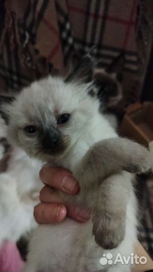 Котята отдам бесплатно