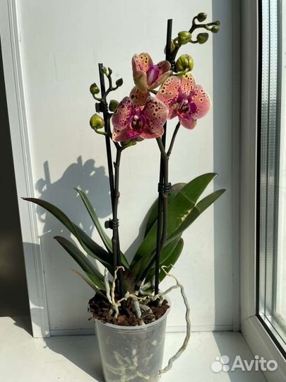 Персик орхидея