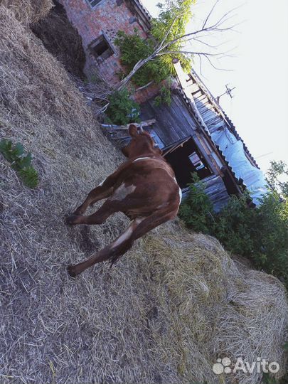 Телка 1 год и 2 месяца