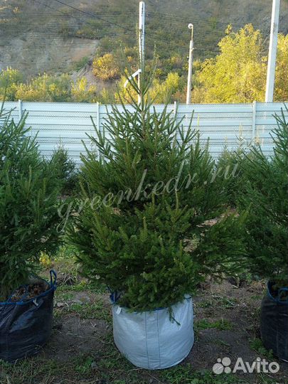 Ель Сибирская Экстра класс 180-220см
