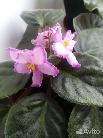 Сортовые фиалки