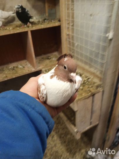 Голуби бойные бой присутствует