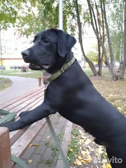 Лабрадор 6 месяцев
