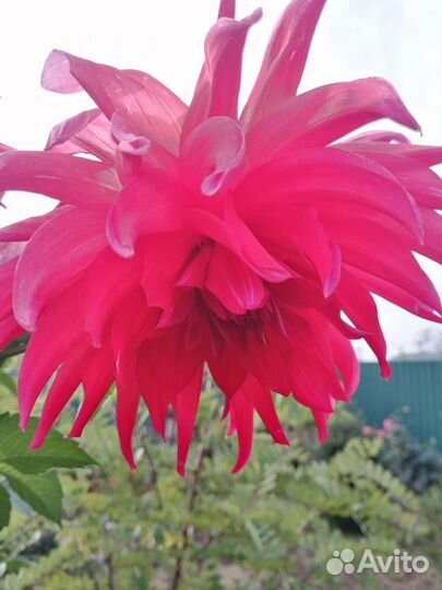 Георгины, купена, ромашка, хосты