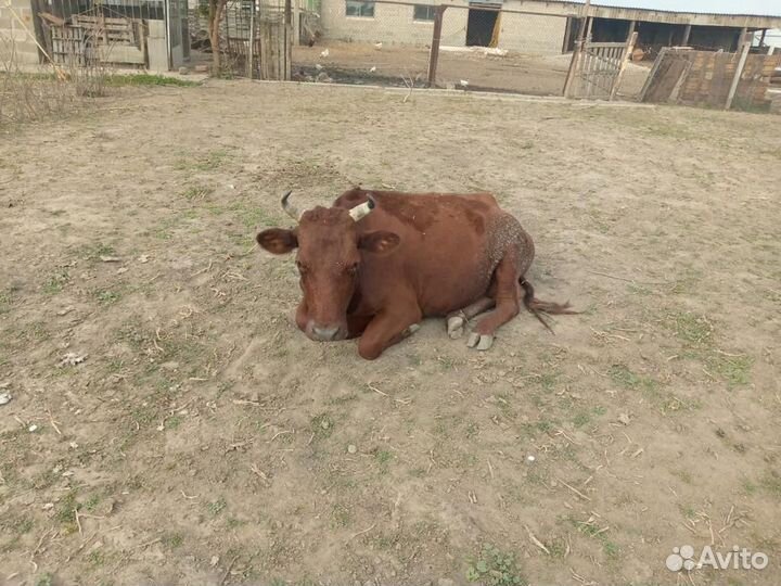 Скот свиней