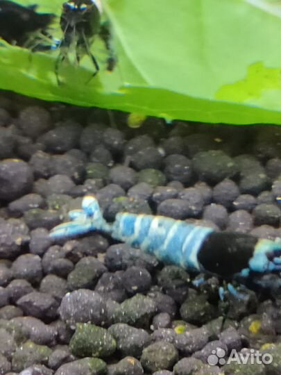 Креветки жёлтый неон(обычные), кристаллы и др