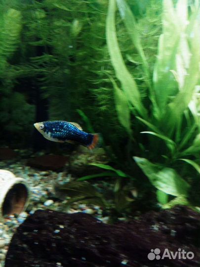 Аквариумные рыбки