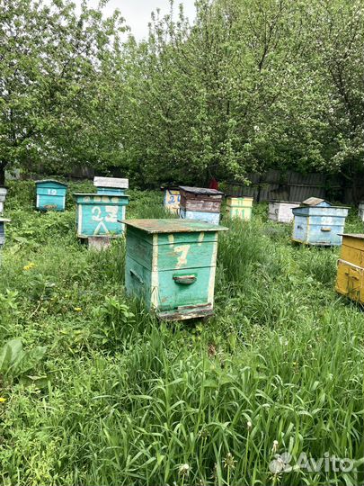 Пчелы и улья