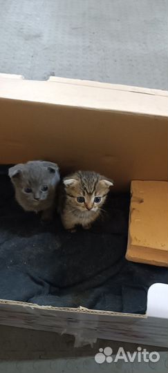 Котята в дар бесплатно