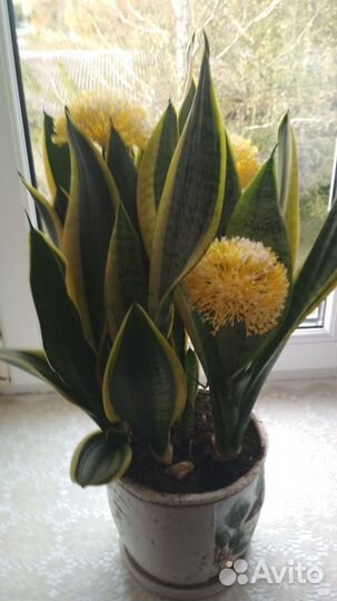 Сансевиерия или тещин язык