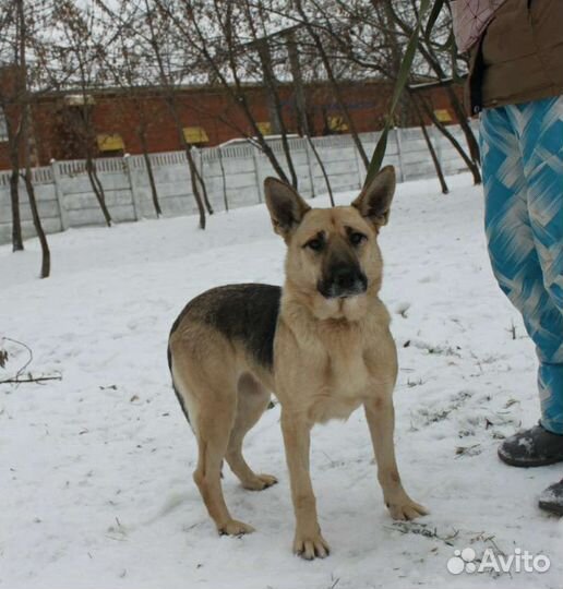 Звёздочка ждёт свою семью