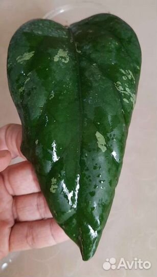 Хойи сортовые