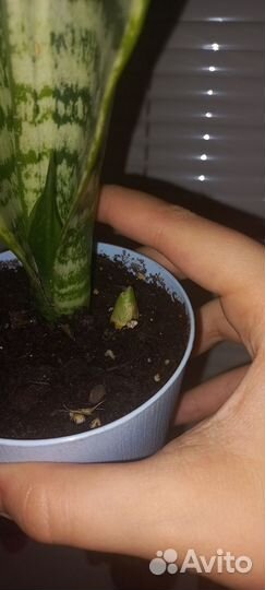 Сансевиерия сортовая