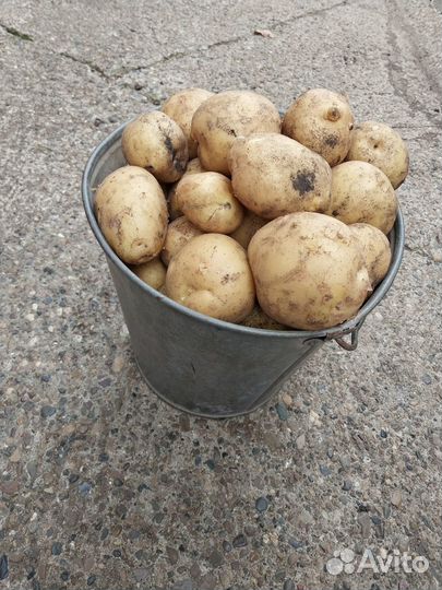 Продам картофель