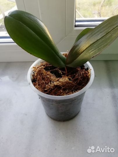 Орхидея фаленопсис