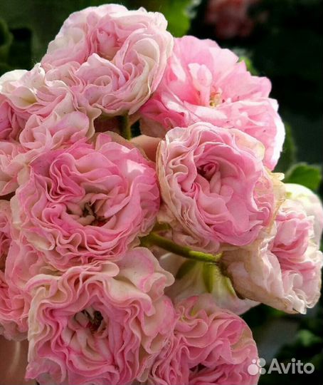 Пеларгония герань