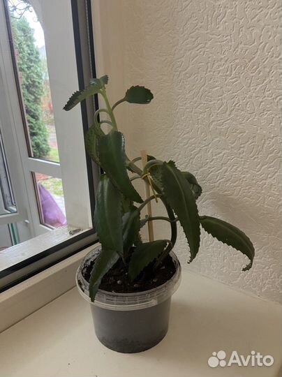 Каланхоэ лечебное