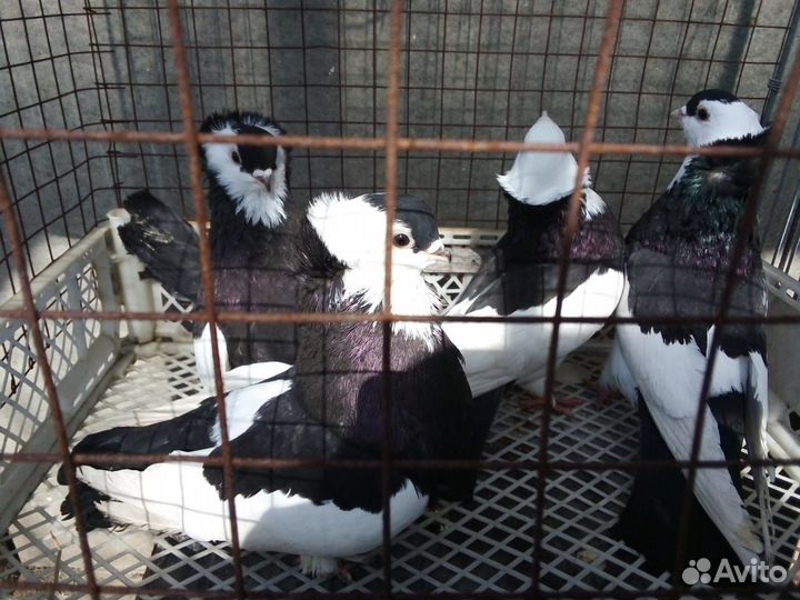 Голуби, продам венгерских киштинцев,выбор большой