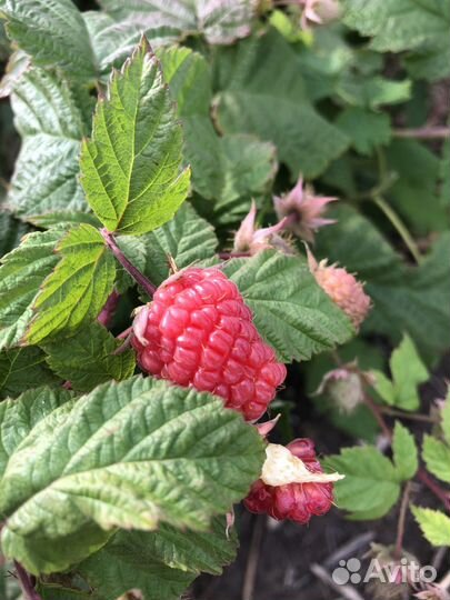 Малина свежая с дачи