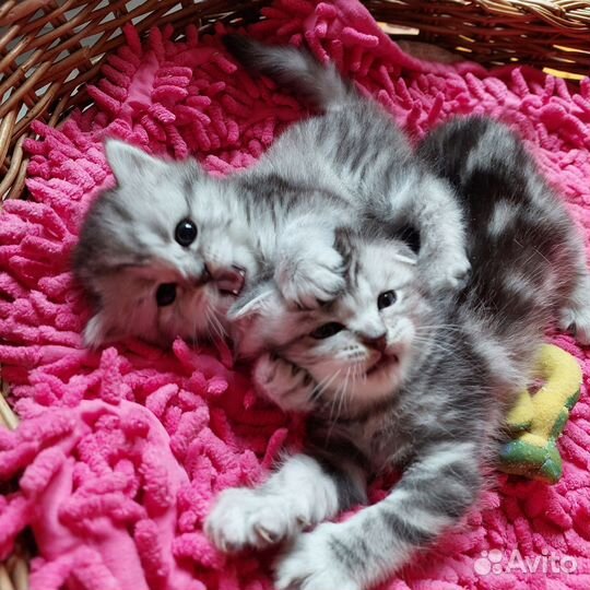 Милые добрые котята )