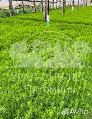 Сеянцы на лесовосстановление Горная сосна Мугус зк