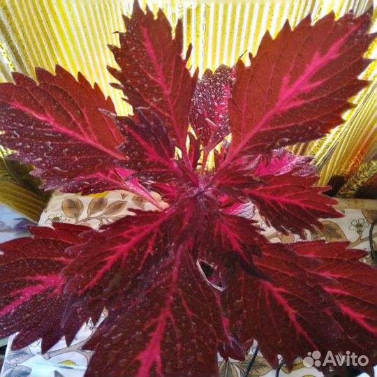 Колеус сортовой(Plectranthus scurellarioides)