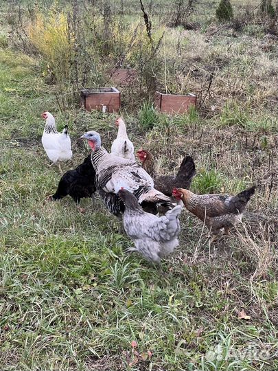 Куры несушки Доминант