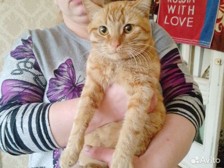 Кошки в добрые руки бесплатно