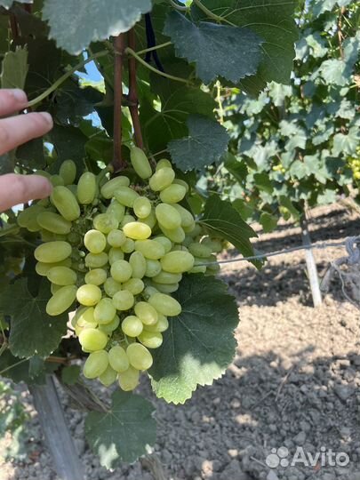 Виноград