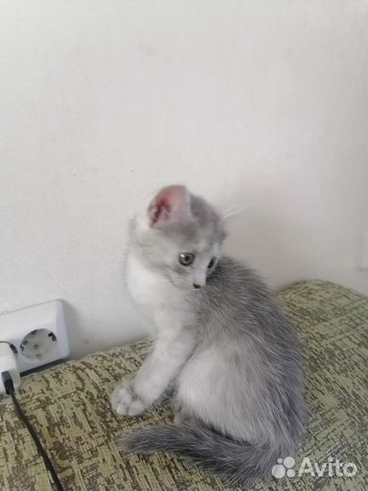 Котенок-девочка