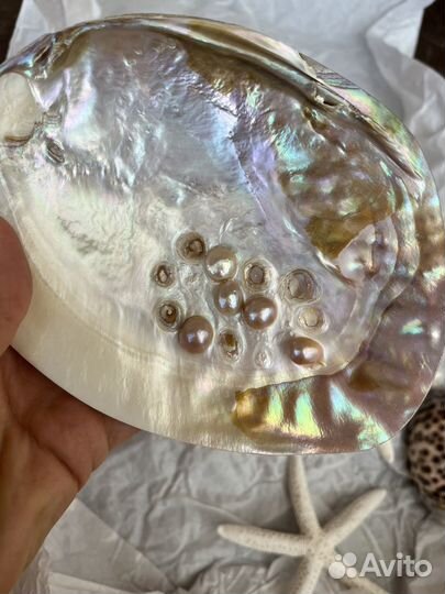 Набор ракушек