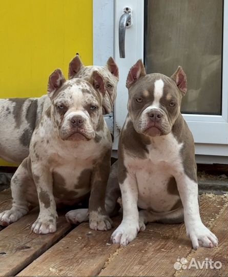 Американский булли - яркие девочки