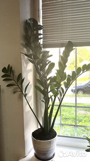 Замиокулькас 80 см