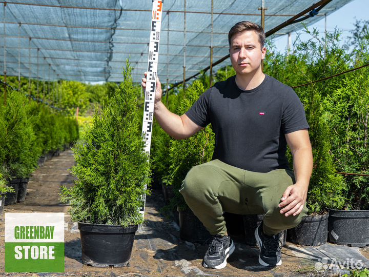 Туя смарагд 80 см свежая копка 2023