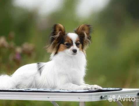 Щенки папийона