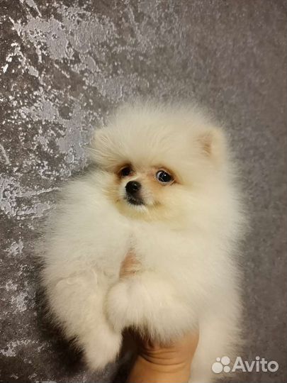 Щенки шпица