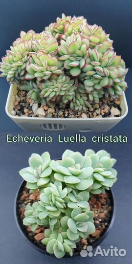 Эхеверия Джакал