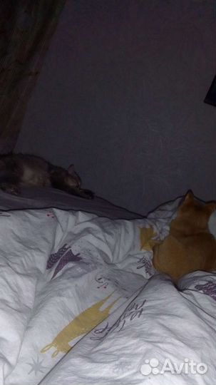 Рыжая кошка девочка