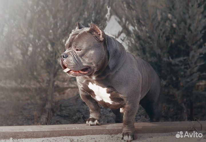 Вязка 2шикарных кобел -американский булли(покет)