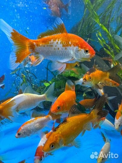 Рыба для пруда