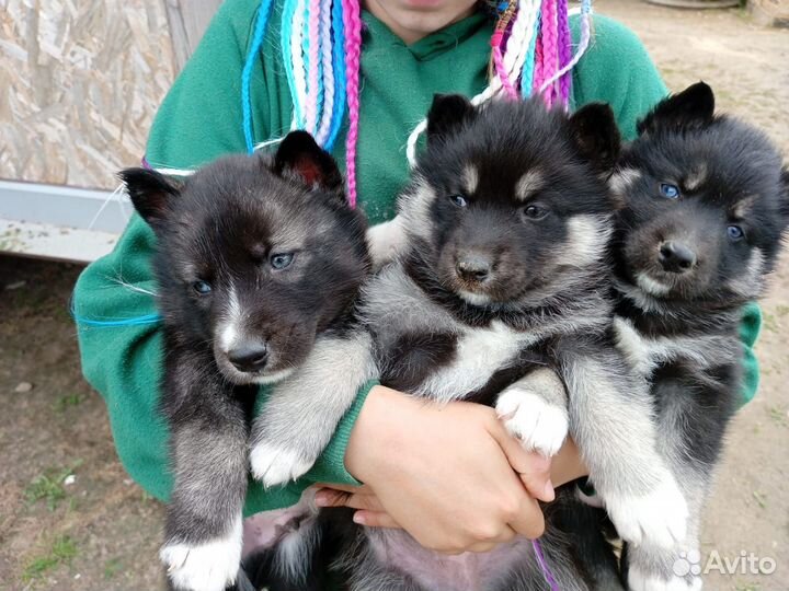 Щенки хаски